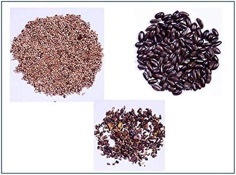 RK Seeds- Fruit seeds :- Pomegranate Seeds - Pack of 50 g + Guava seeds ...