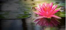 Lotus Picture by Things You See In A Studio The Lotus Flower Lotus Picture