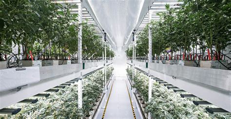 Image result for Fluence LED