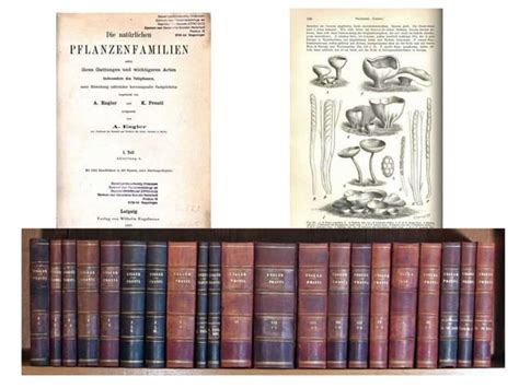 Image result for Echiler Classification System