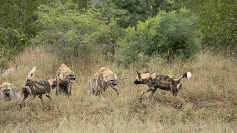 Hyena Vs African Wild Dog