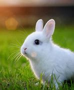 Image result for White Baby Bunny at Vet