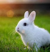 Image result for white baby bunny videos