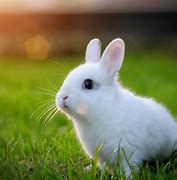 Image result for Cute White Baby Rabbits On a Pink Stand