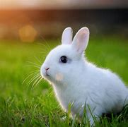 Image result for Cute White Bunny Left Side View