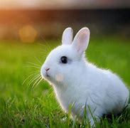 Image result for Black and White Baby Rabbit