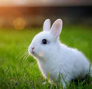 Image result for White Dwarf Bunny Baby