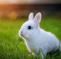 Image result for Cute Baby Bunny Pictures
