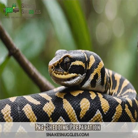 Image result for Stages Before a Python Sheds