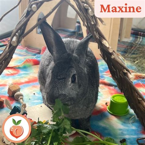 Georgia House Rabbit Society | Sweet little Maxine is enjoying her ...