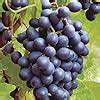 Buy Plant Theory 3ft Muscat Blue Grape Vine 3L Pot Outdoor Online at ...
