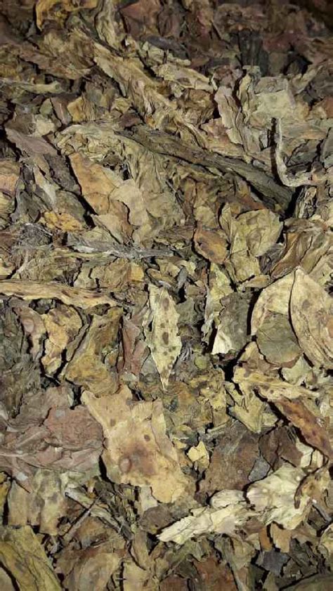 Tobacco Dry Leaves Manufacturer, Bidi Raw Tobacco Wholesale Supplier ...