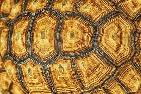 Image result for Turtle Shell Back Muscles