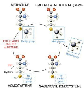 Methylation: A little-known but essential process - Life Extension