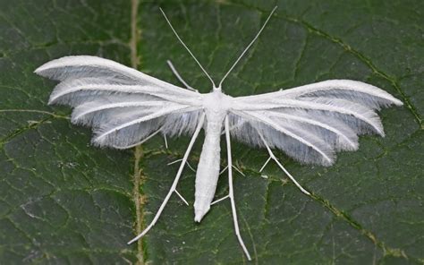 White Plume Moth at Motcombe | Dorset Butterflies