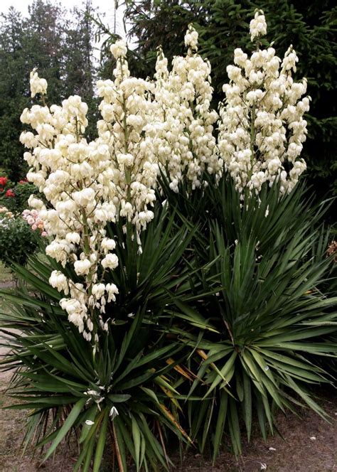 Yucca growing how to care for yucca plants outside – Artofit