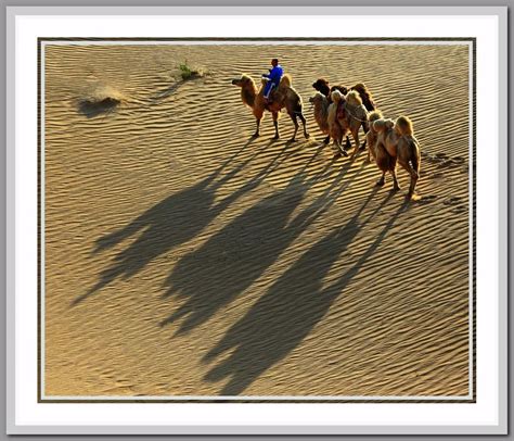 骆驼王恩和| 惟愿“原上草离离” 中央美术学院“骆驼王”画“驼魂”