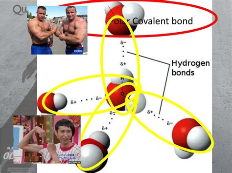 Image result for Intramolecular Forces Explained