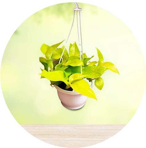 The Top 10 Indian Medicinal Plants You Can Easily Grow at Home ...