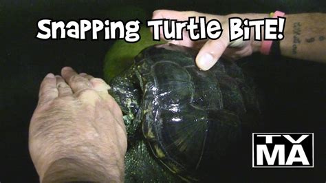 Snapping Turtle Bite 的图像结果