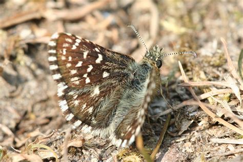 Appalachian grizzled skipper | FWS.gov