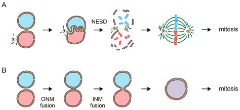 Nuclear Fusion in Yeast and Plant Reproduction