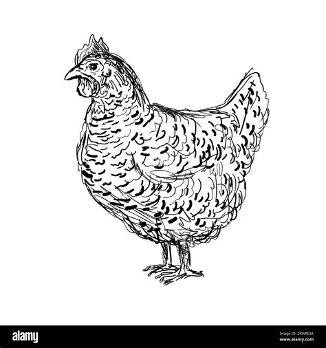 Drawing sketch style illustration of an Plymouth Rock, Rock, Barred ...