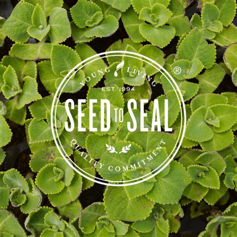 Buy Young Living Inner Defense Essential Oil Supplement - Immune System ...