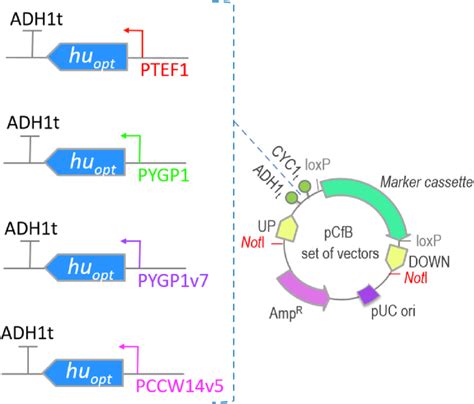 Pcambgfp Vector Map 的图像结果