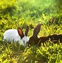 Image result for Funny Spring Pets