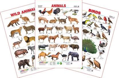 Spectrum Set of 3 Educational Wall Charts (Wild Animals, Domestic ...