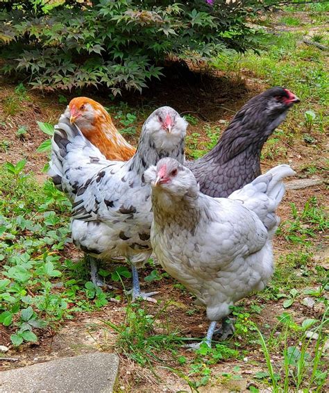 easter egger rooster - Feathered Harvest