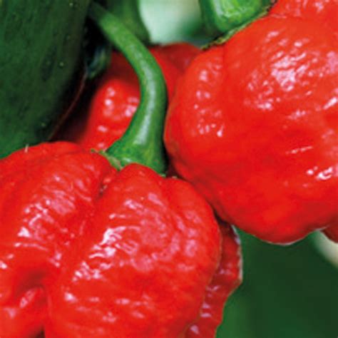 Unwins Chilli Pepper Trinidad Moruga Scorpion Seeds - Veg – Unwins UK
