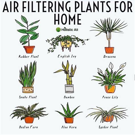 5 Easy Ways to Make an Extra $100 a Day From Home | Air cleaning plants ...