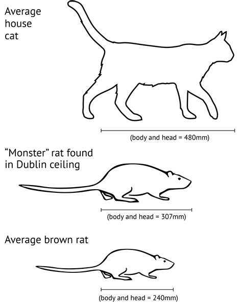 How Big Do They Get? Understanding The Average Size Of A Rat