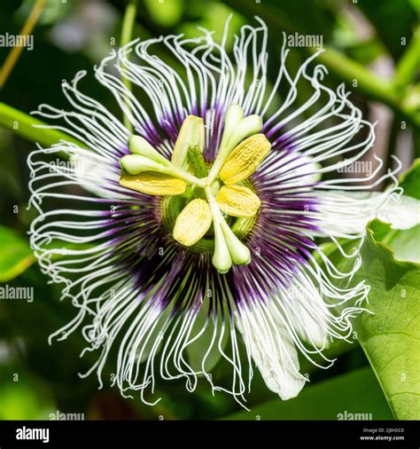 Passion fruit flower (passiflora edulis) and on the vine Stock Photo ...