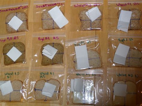 Image result for Example of Experiment of Bread