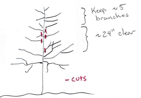 Pruning Apple Trees: The Home Grower's Complete Guide - Minneopa Orchards