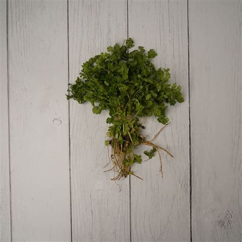 Coriander Leaves ( Dhaniya Fresh) - 100 % Natural & Farm Fresh – Kedia ...