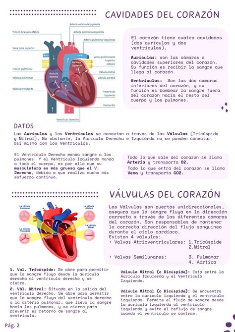 Cavidades y Válvulas del Corazón 💓 en 2025 | Cosas de enfermeria ...