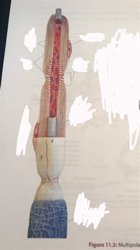 Multipolar Neuron Model 的图像结果