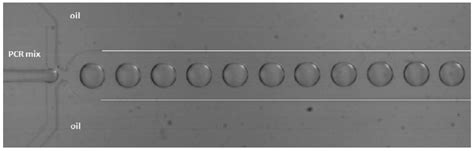 Microfluidic Devices for Forensic DNA Analysis: A Review