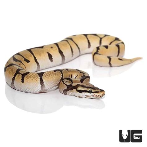 Image result for Ghost Spider Ball Python