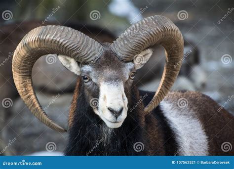 Beautiful Portait of Male Sheep with Horns Looking at Camera Stock ...
