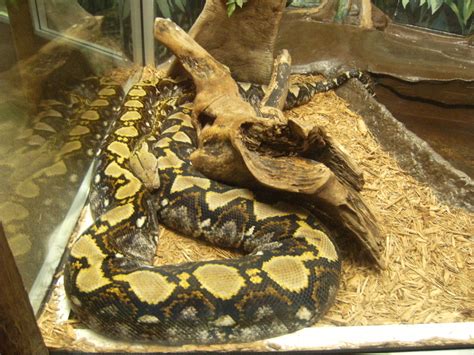 Image result for Reticulated Python Nature
