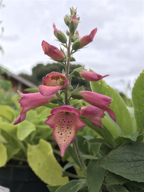 Foxglove Perennial Plants