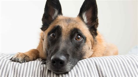 Belgian Malinois Mix Animal Facts - Canis lupus familiaris - A-Z Animals