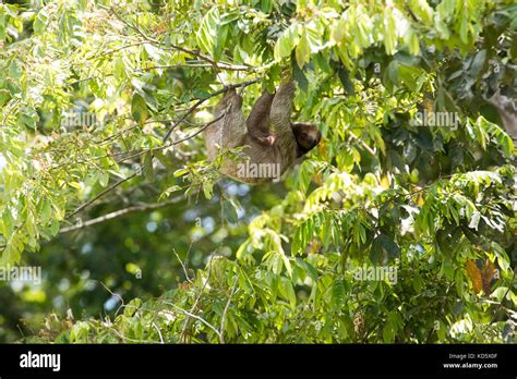 Image result for Hanging Three Toed Sloth