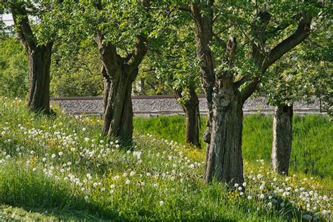 Image result for What Is Spring