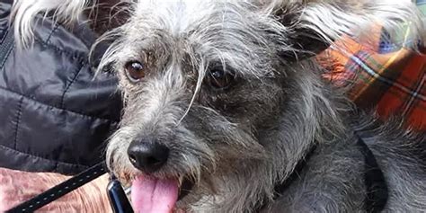 Dog tests positive for meth after walk